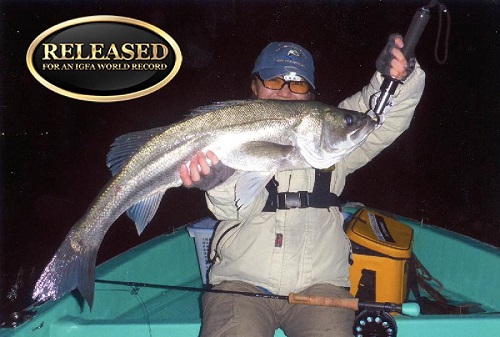 Potential Record Japanese Seabass Caught, Tagged, and Released