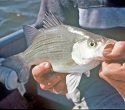 SPRING RUN WHITE BASS