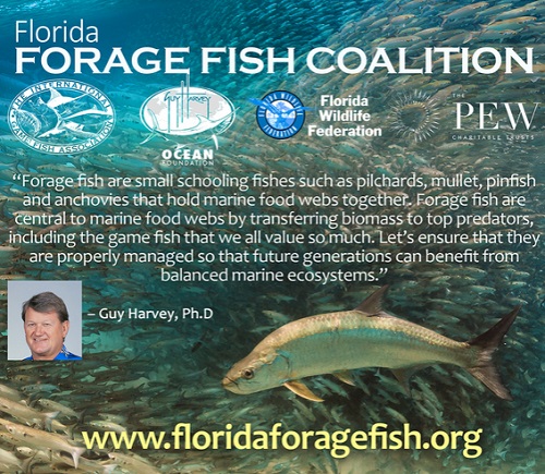 florida forage fish 1