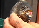 Arkansas Fisherman Catches Piranha