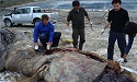Dead Whales Are Showing Up Bringing Us A Message The Entire World Should See