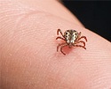 How To Remove A Tick