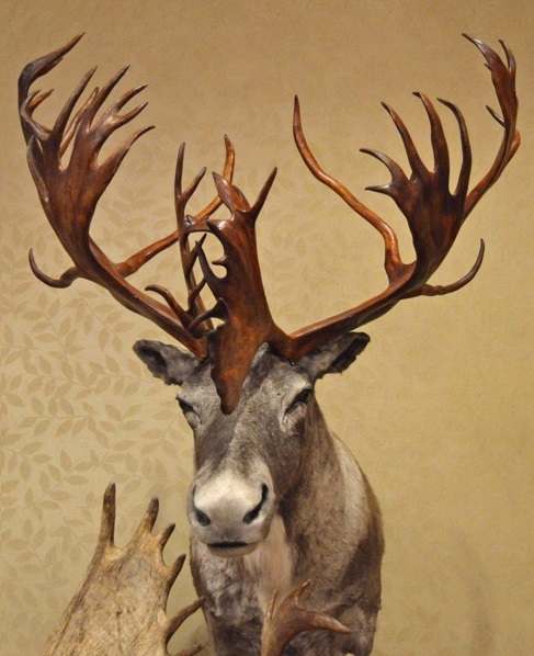 Ishi award Goes To New World Record Woodland Caribou