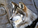 Mexican wolf 2
