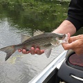 WHITE BASS OF CARLYLE LAKE ILLINOIS