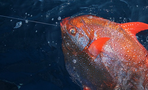 Warm Blood Makes Opah an Agile Predator 1