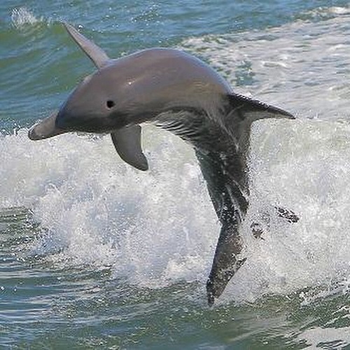 bottlenose dolphine