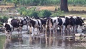 keep cows out of streams