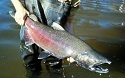 noaa chinook salmon