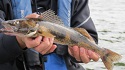 sauger 2