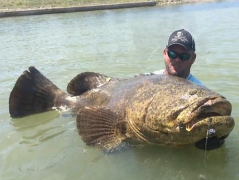 50-pound Goliath Grouper Landed By Kayak Angler 1
