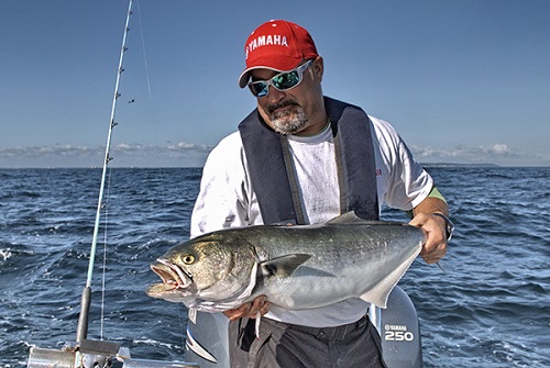 Banner Year for Bluefish 2