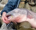 Browns's blue catfish 1