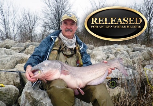 Browns's blue catfish