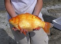 Giant Goldfish Swim In Toronto Lakes, Ponds and Rivers