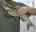How One Angler Tackles Small Stream Catfish
