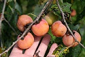 Improve Your Land With Deer Candy Persimmons From Chestnut Hill Outdoors