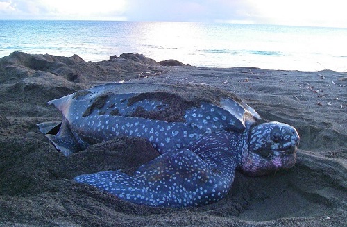 NOAA - Species in the Spotlight - Pacific Leatherback