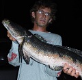Nowakowski's Great Snakehead 1