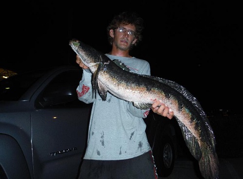 Nowakowski's Great Snakehead