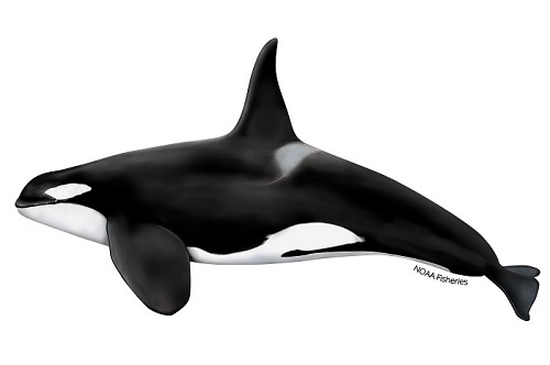 Southern Resident Killer Whale