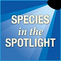 Species in the spotlight