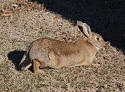 Steps to Prevent Rabbit Fever