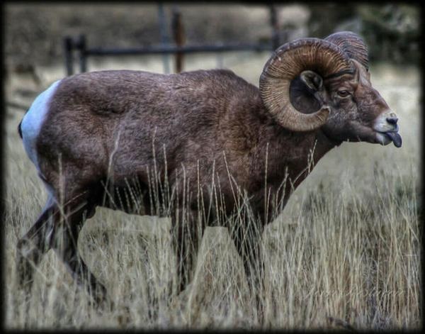 Tendoy Bighorn Sheep to be Depopulated, Restocked