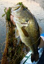 Why Loud Lures Catch More Largemouth Bass