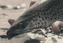 ARCTICSILVER DIARIES a