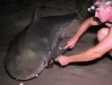 College Girl Catches Giant Tiger Shark From Beach