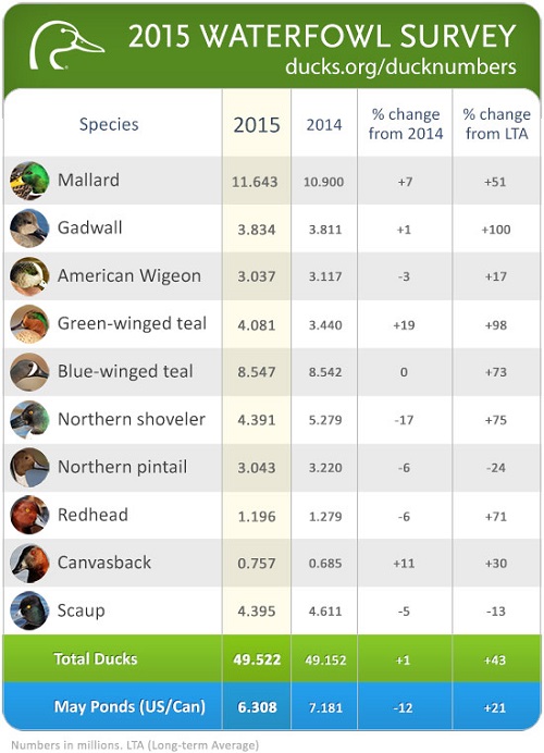 Duck Numbers Remain High