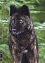 Groups seek halt to POW wolf hunting, logging