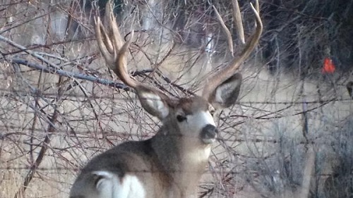 City prosecutors in Twin Falls, Idaho, have charged a local hunter with stalking and killing a prized mule deer known in the community as the Rock Creek Monster. (Photo credit - Juan Puente)
