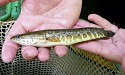 Invasive Snakeheads Found in Upper Potomac River
