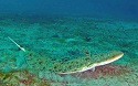 NOAA Fisheries input on sand mining helps protect key fish habitat