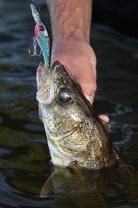 NW PA FISHING REPORT FOR JULY 15, 2015 1