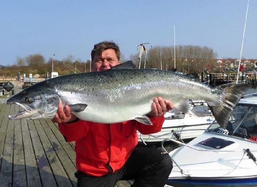 Ochmann's Atlantic Salmon