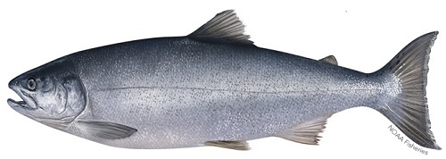 entral California Coast Coho Salmon