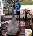 800-pound tiger shark caught in South Carolina 1