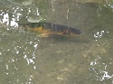 A Sinkhole In Detroit Has Turned Into A Fishing Hole