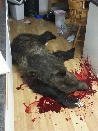 Dead Grizzly Pic 1