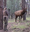 Female Bowhunter Stares Down Giant Bull Elk at 4 Yards
