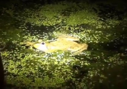 Frog Gigging-Hunting Bullfrogs During Summer