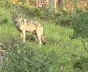 Gray wolf spotted lurking in the Black Hills