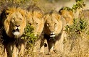 How the ban on lion hunting killed the lions -Mikkel Legarth at TEDxCopenhagen 1