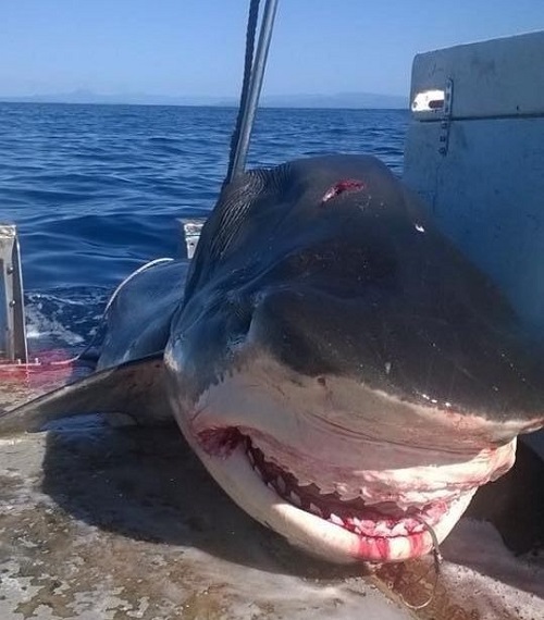 Mystery surrounds massive tiger shark caught off Australia 1