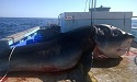 Mystery surrounds massive tiger shark caught off Australia 2