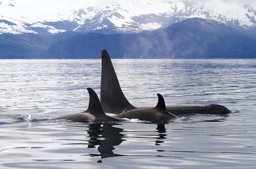 Steller Sea Lions noaa and Killers