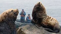 Steller Sea Lions noaa